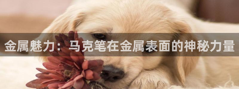 美高梅酒店香味